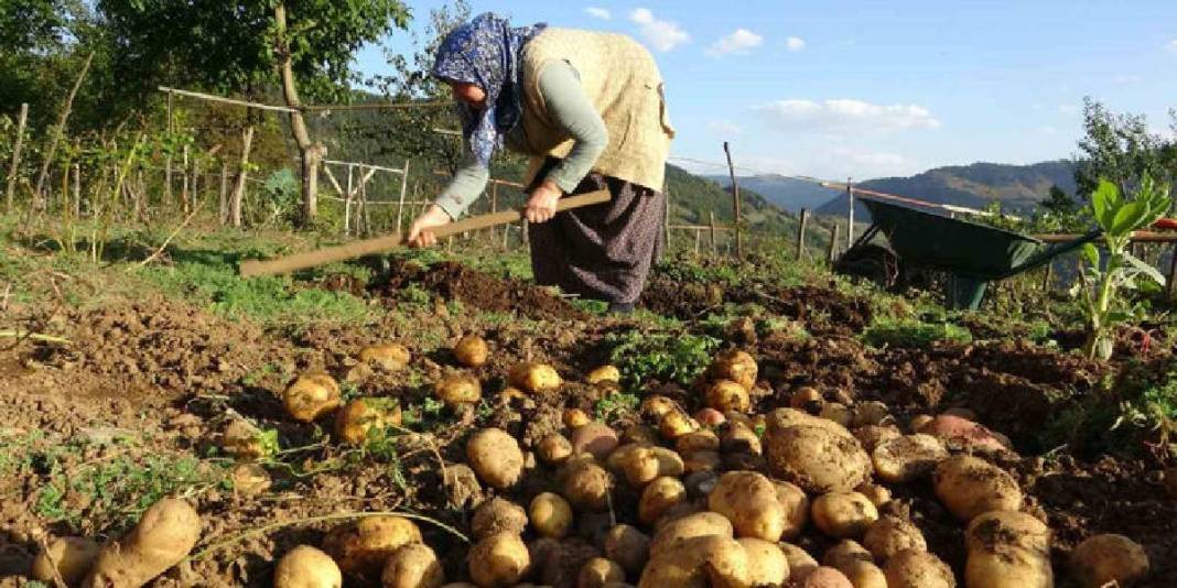 Nisan ve Mayıs’ta ekildi, Ekimde toplanıyor! 65 yaşında hasatta: Önce topluyor, sonra pazarda satıyor 2